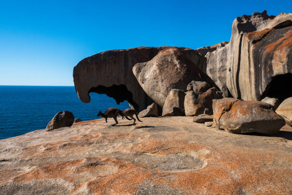 kangaroos on Remarkable Rocks, Kangaroo island 