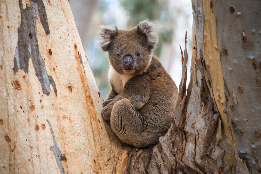 koala up tree wild in Kangaroo island, Australia where green king Charles III is keen on conservation and nature