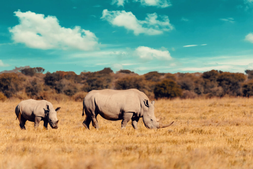 mother and baby rhino grazing dry grass 