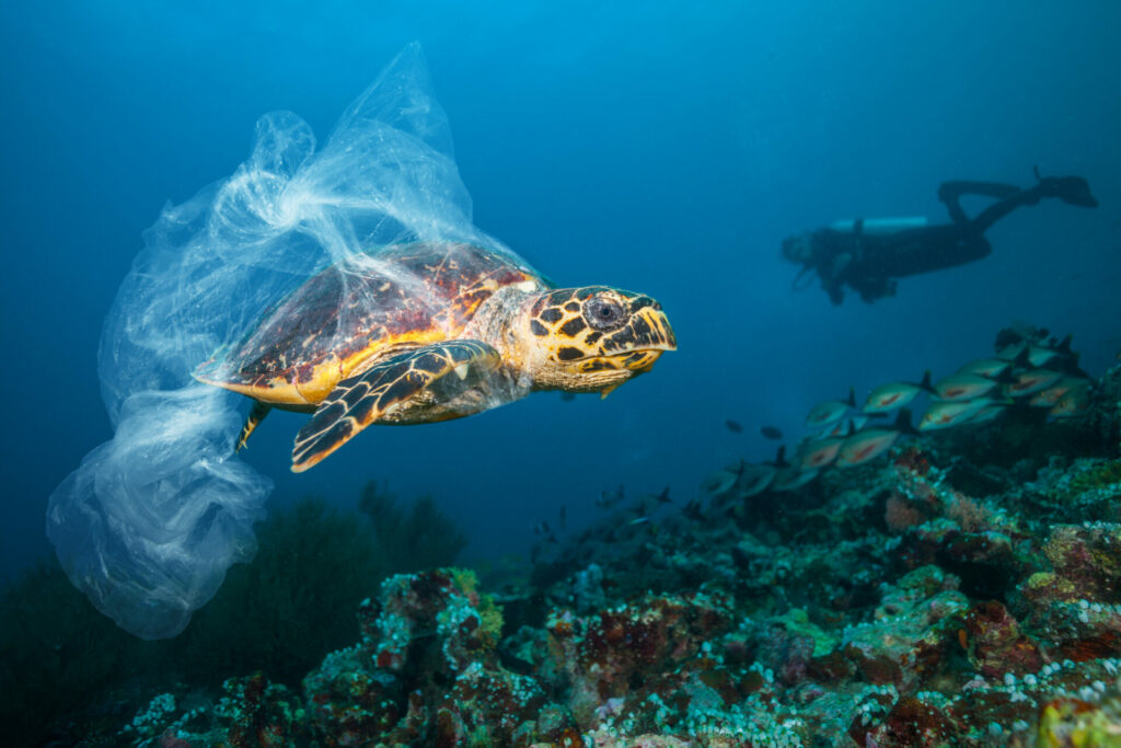 sea turtle with plastic bag attached