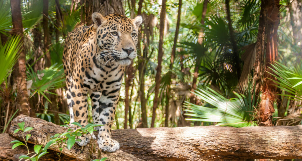 jaguar in forest 