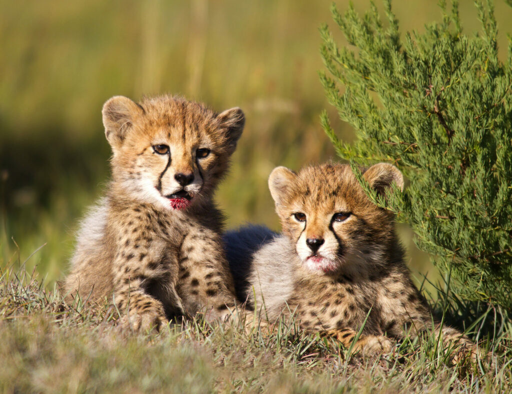 two cheetah cubs 