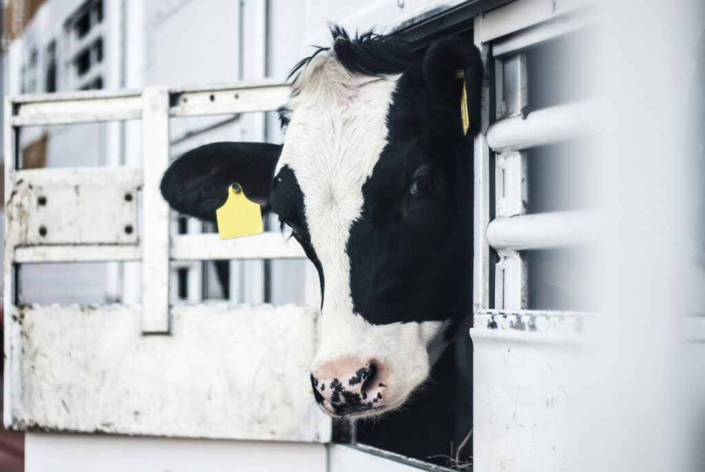 cow on ship 