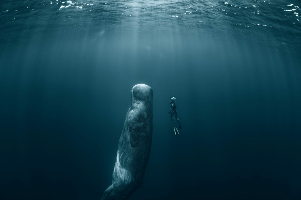 sperm whale with free-diver 