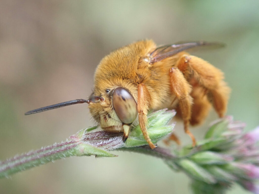 Australia's teddybear bee