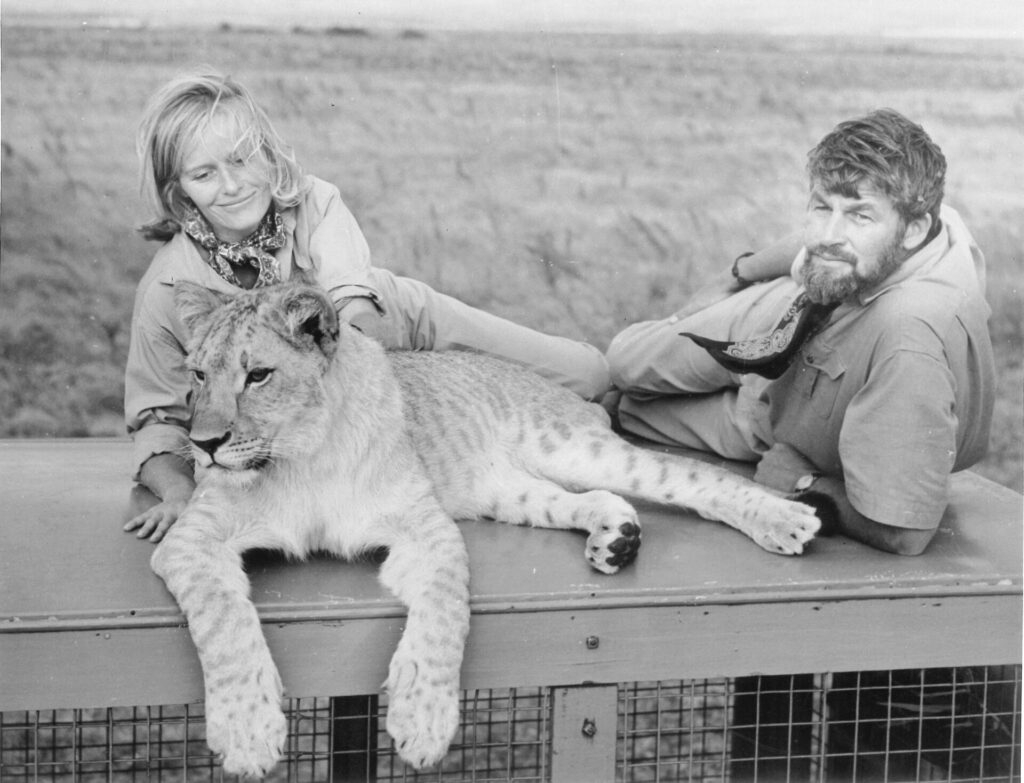 The New Lion Queen: Born Free's Virginia McKenna Made Dame