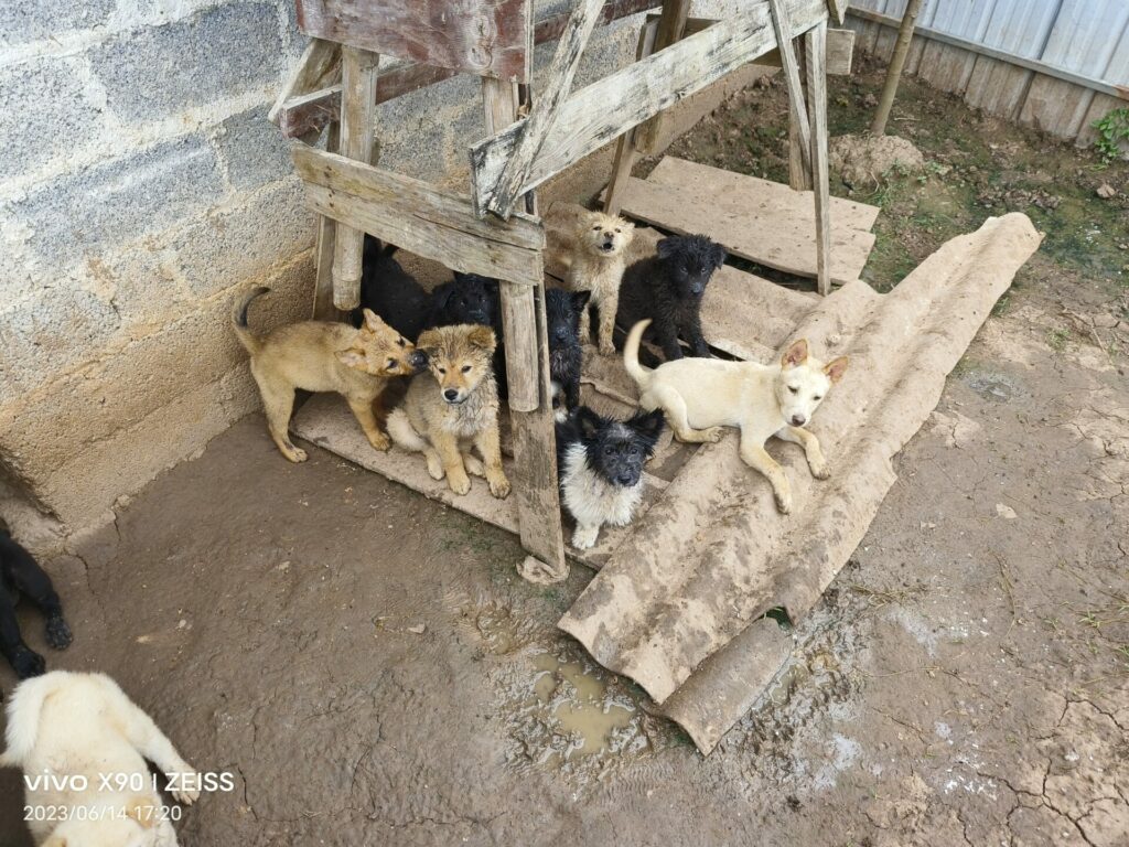 cute puppies in terrible conditions before being shipped to Yulin Dog Meat festival