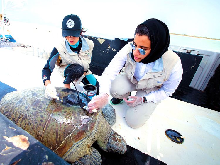 lady rescuing turtle