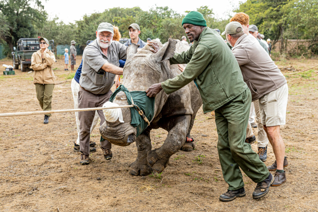 people helping white rhino into national park