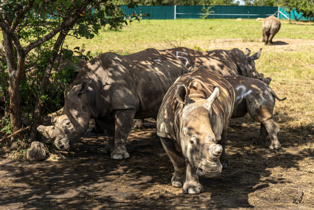 white rhinos grazing in national park 