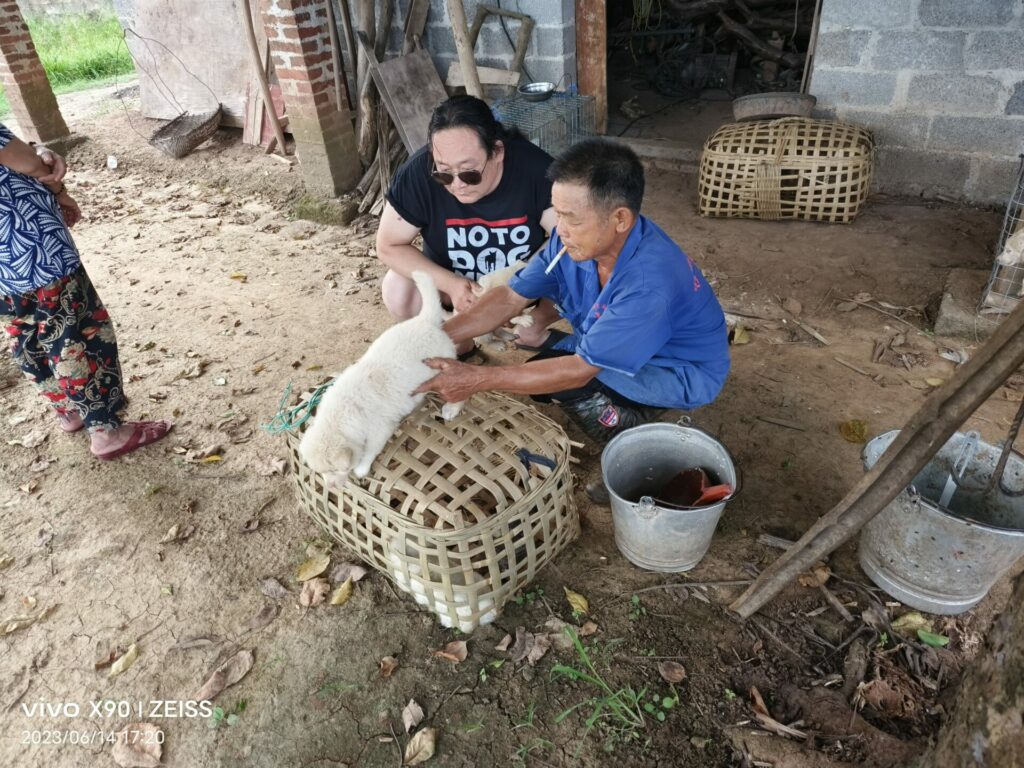 The NoToDogMeat charity negotiates to reuse puppies as young as three months destined for the Yulin Dog Meat Festival 