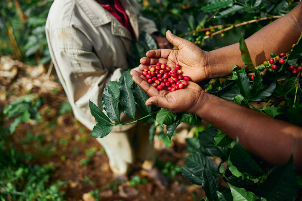 coffee picker holding fresh coffee cherries in her hand 