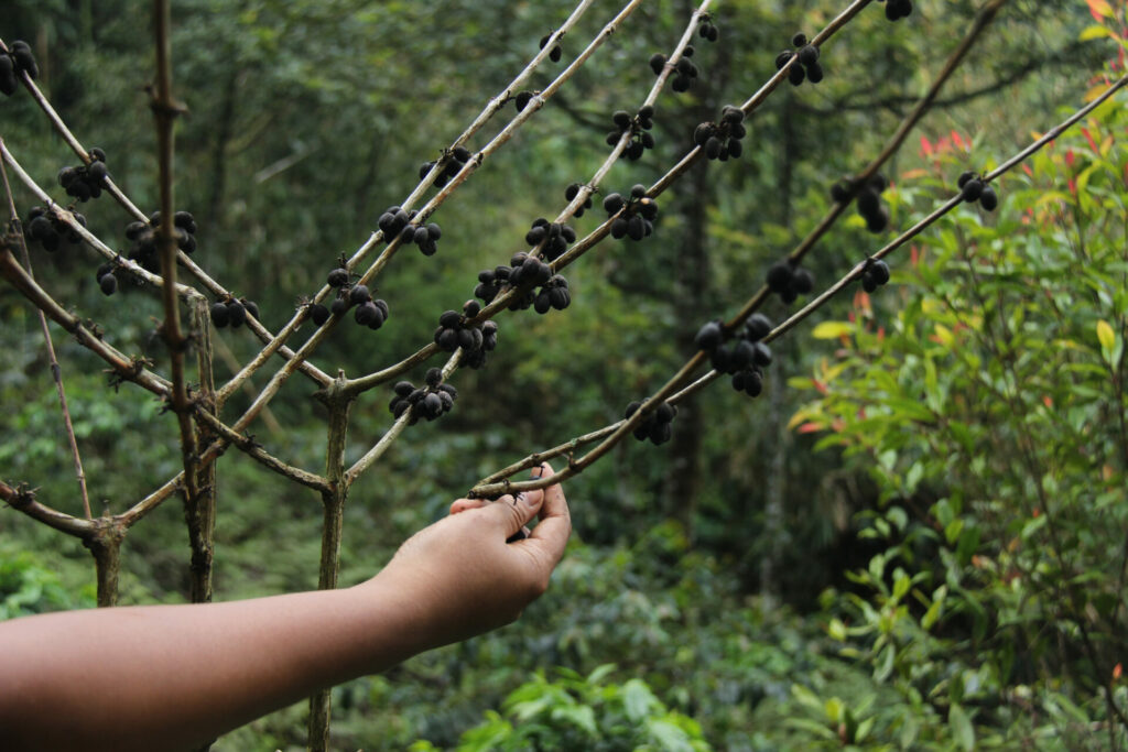 coffee crop on plantation destroyed by climate change and weather 