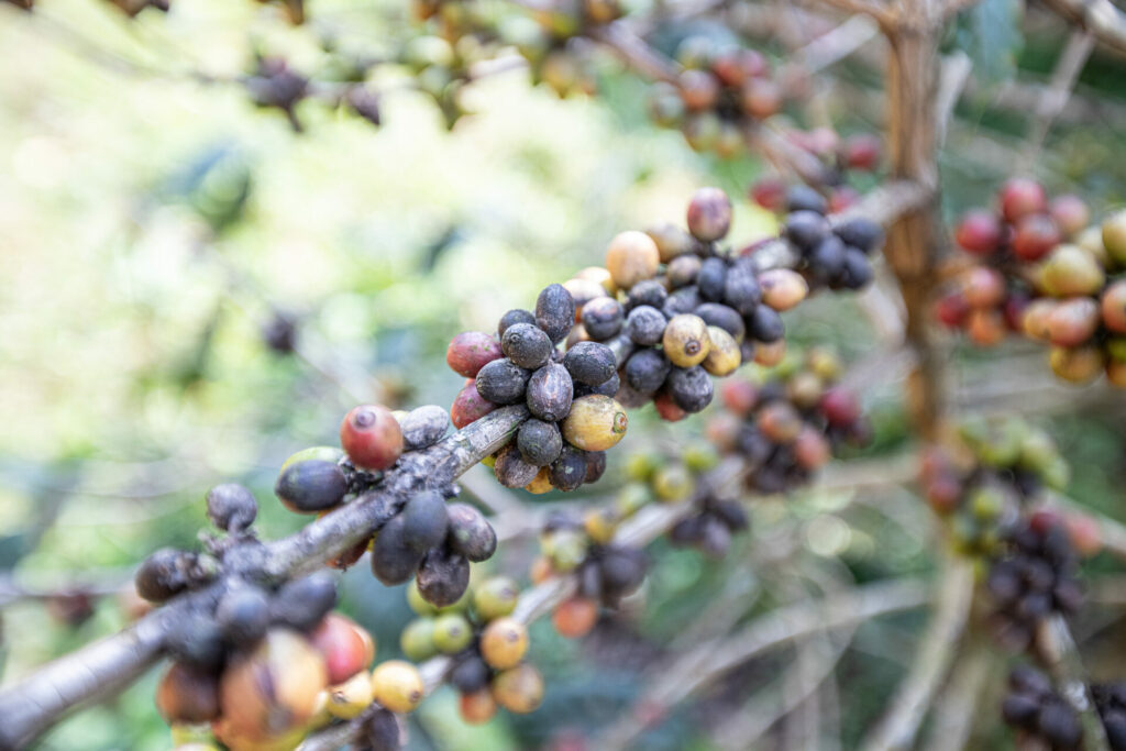 diseased coffee beans 