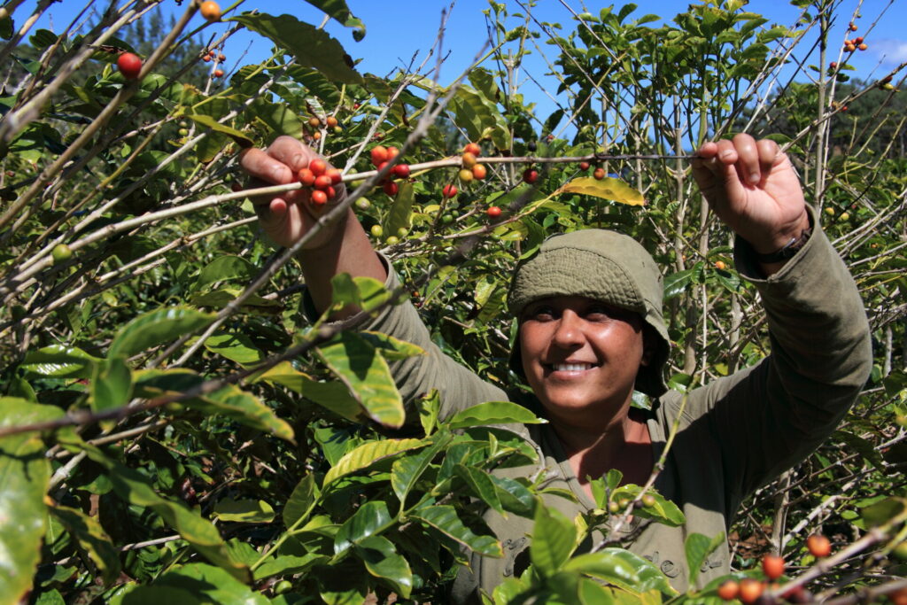 smiling woman picking coffee 