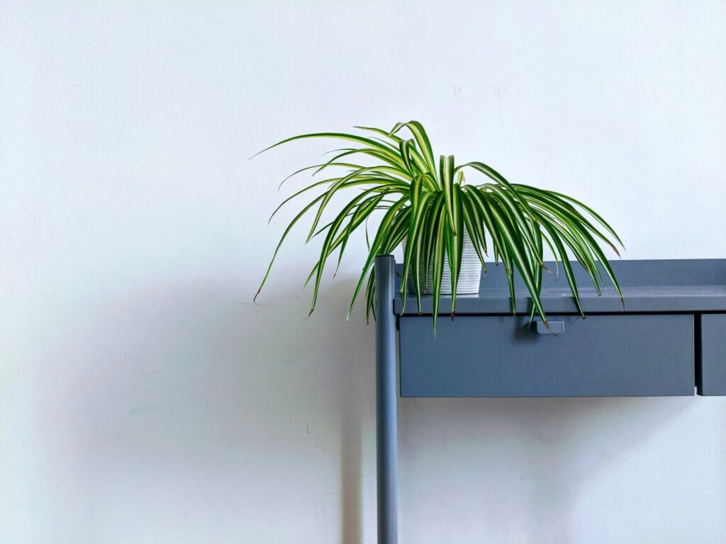 spider plant are great indoor house plants for air quality