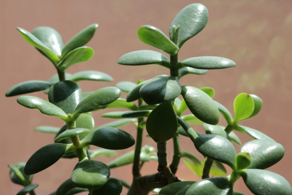 Green succulent plant with shiny leaves