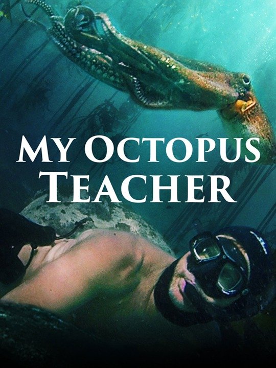 my octopus teacher is a magical nature movie 