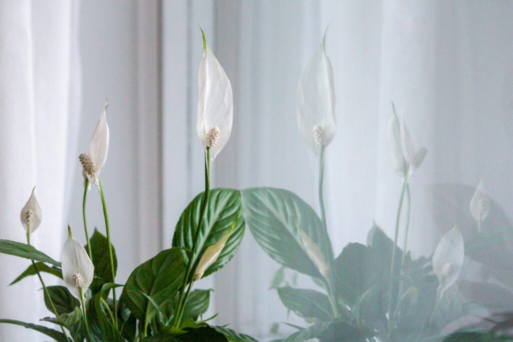 White flowers reflected in window