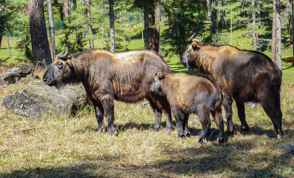 three takin stand together in forest area 