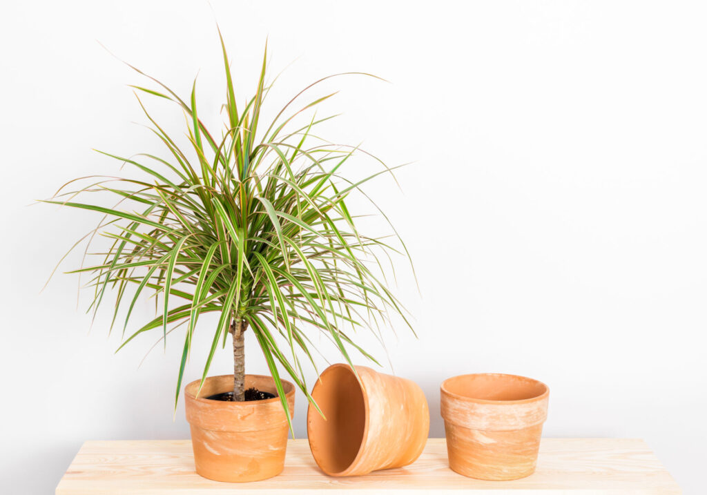 Potted plant with empty terracotta pots
