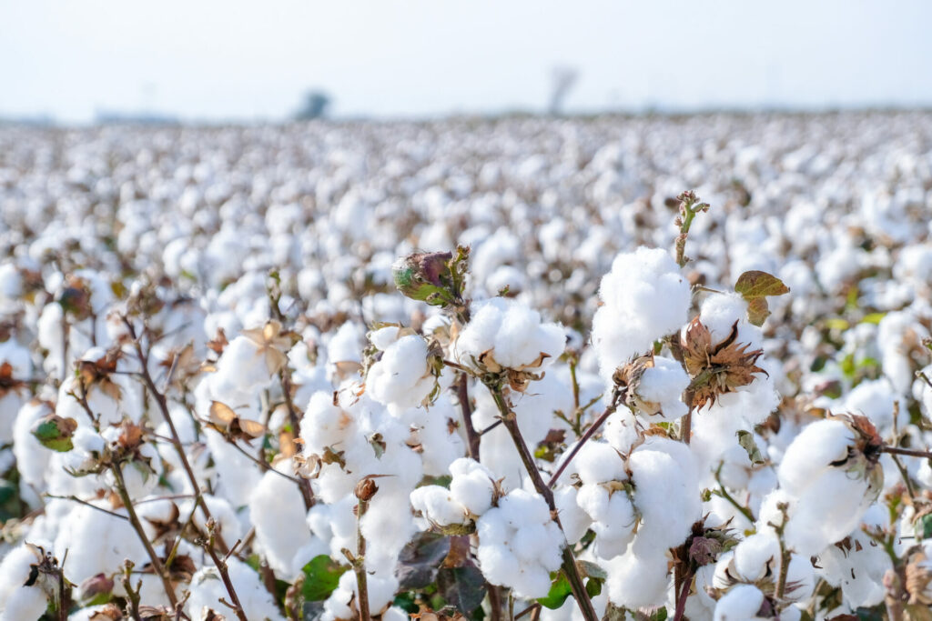 cotton fields 