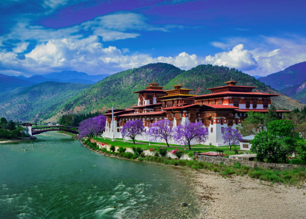 The Punakha Dzong monastery in Punakha with glacial waters and purple flowering trees 