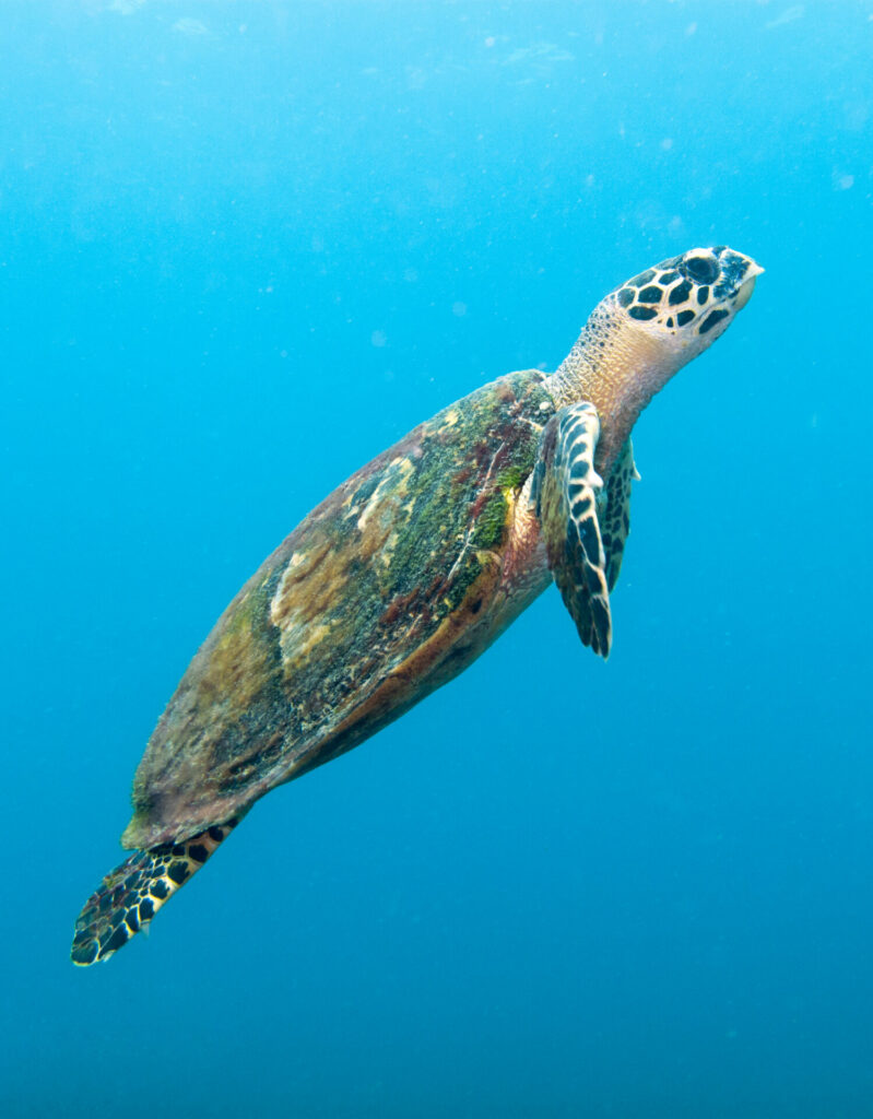 Artificial reefs sunk off Fujairah coast to revive threatened marine  habitats