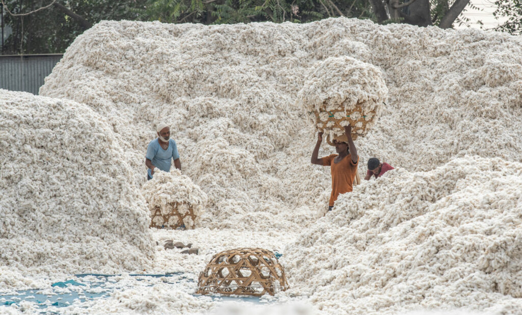 farmers working in mounds of picked cotton