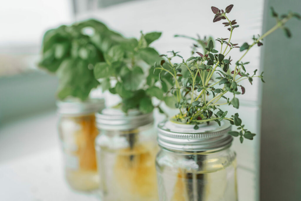 herbs in water