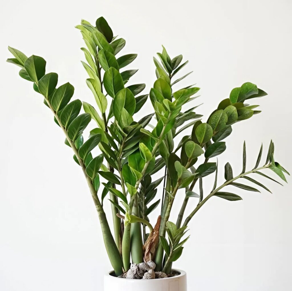 Lush green indoor plant arrangement.