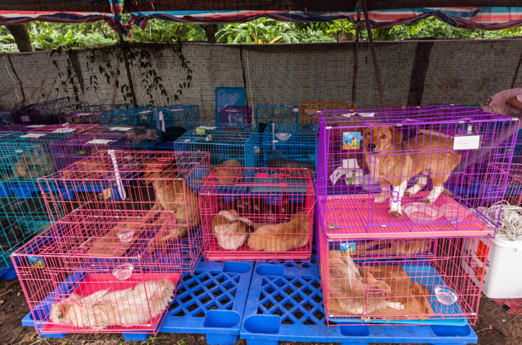 cats and dogs rescued from Yulin Dog Meat Festival and treated by vets in 2017 in china 