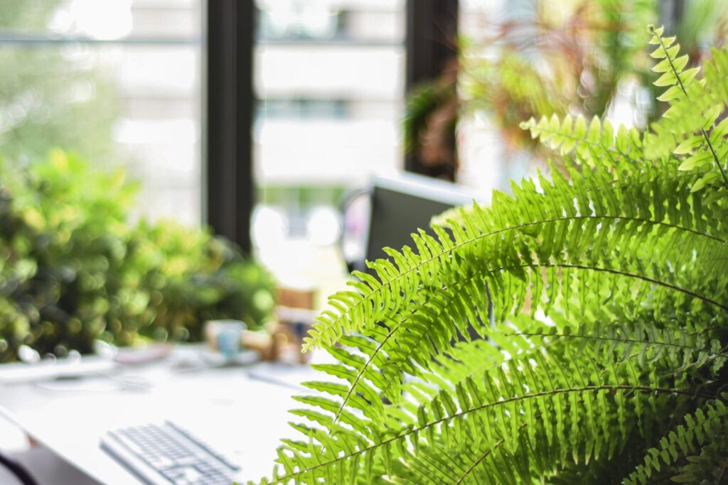 Lush greenery in a workspace setting.