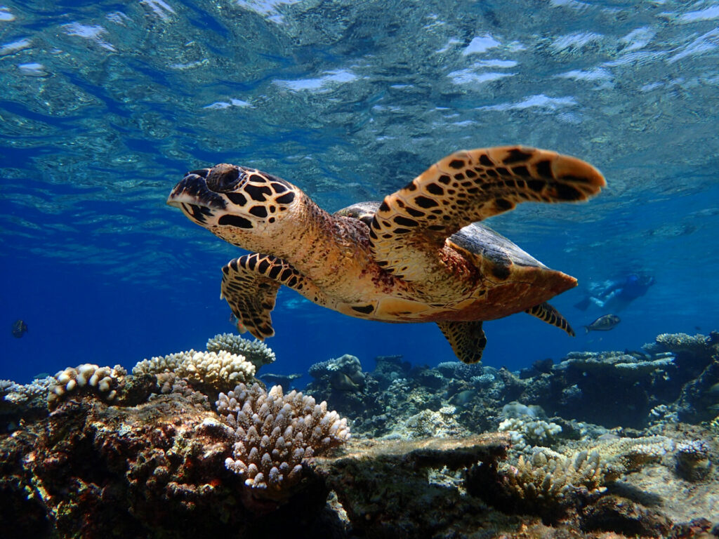 turtle swimming underwater in maldives