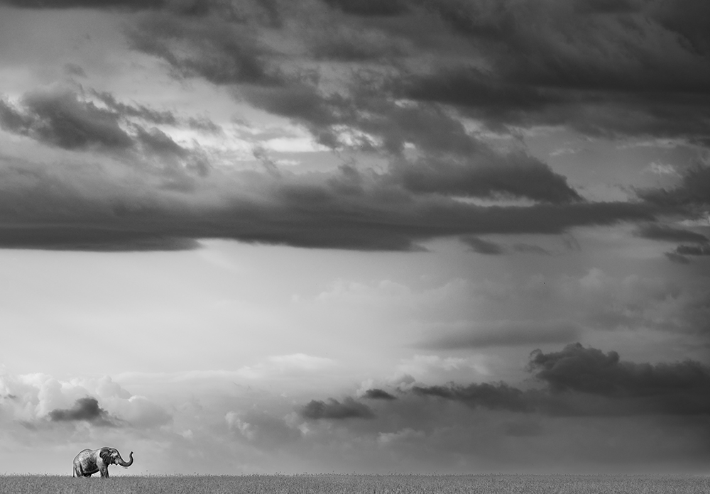 a lone elephant on the African plain 