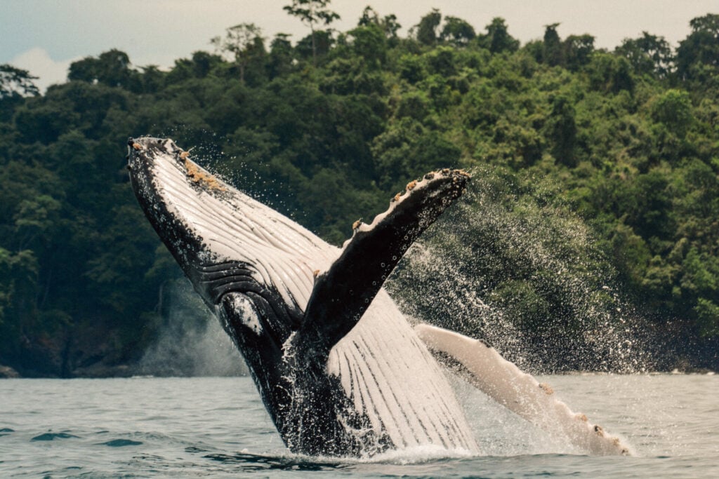 whales breaching atIslas Secas, Panama 