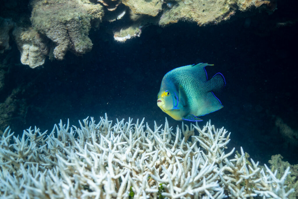 Miavana By Time+ Tide fish swimming underwater