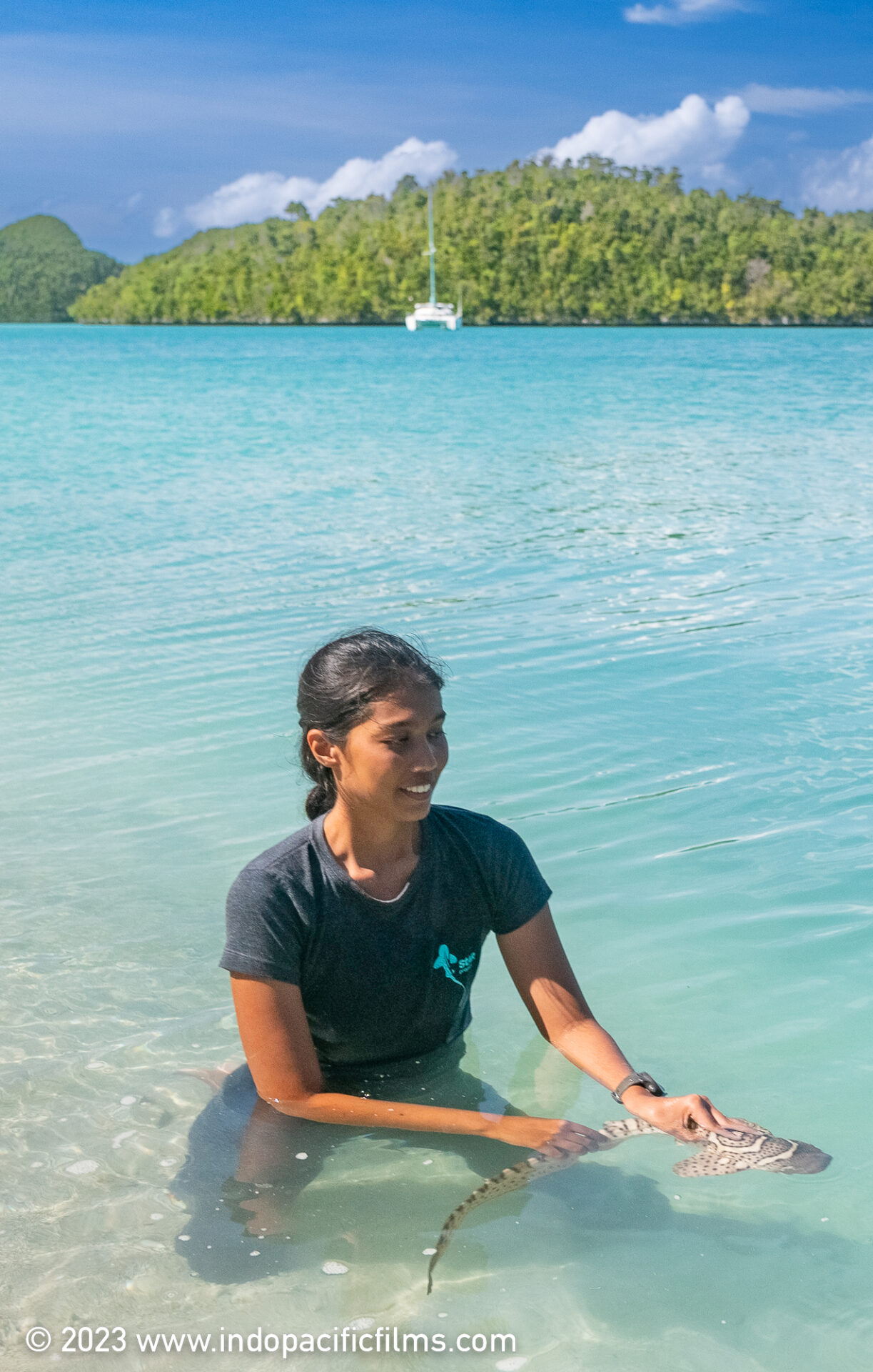 Why Sharks Are Our Oceans' Superheroes - The Ethicalist