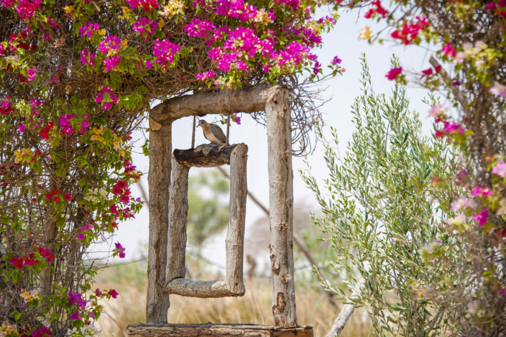 bird sitting amongst bougainvillea