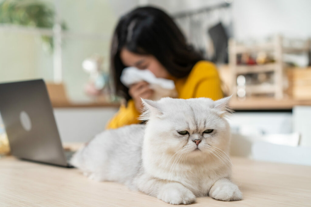 Asian young woman suffering from an allergy to cat fur by sneezing 