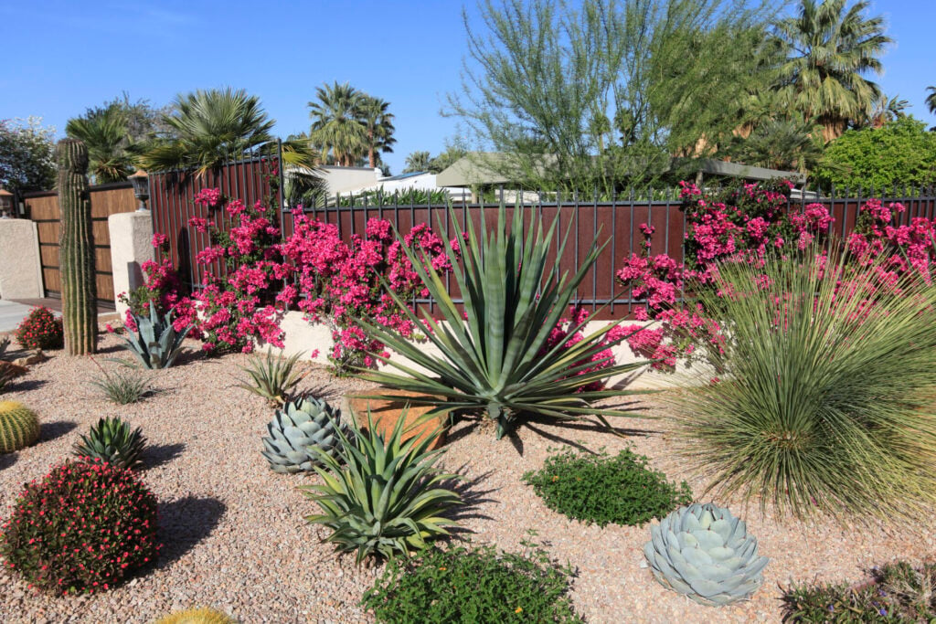 desert garden landscape 