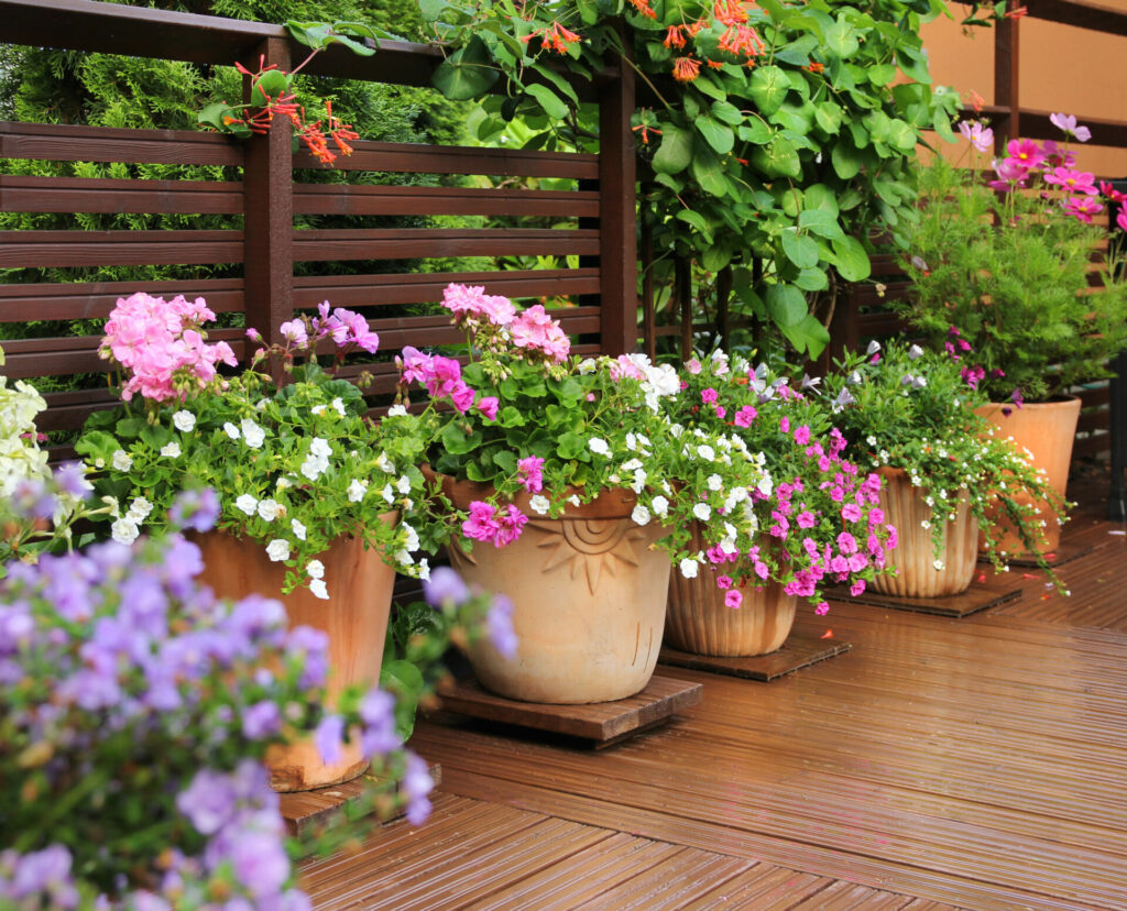 Potted flowering plants in garden 