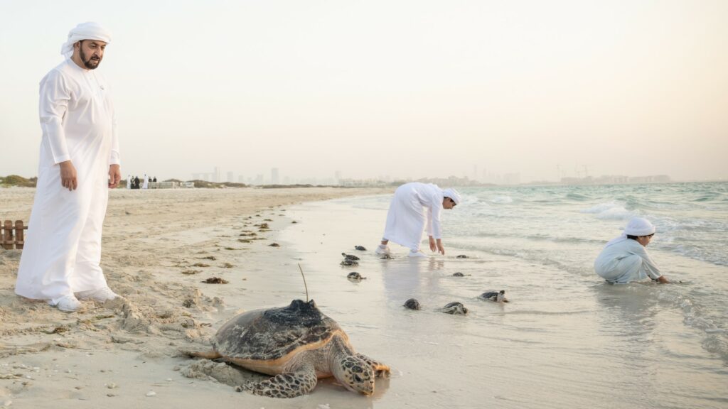 Emirati men volunteer on a beach releasing turtles 