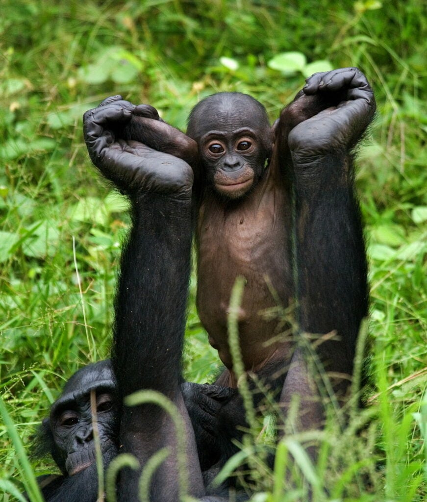 adult and baby bonobos playing 