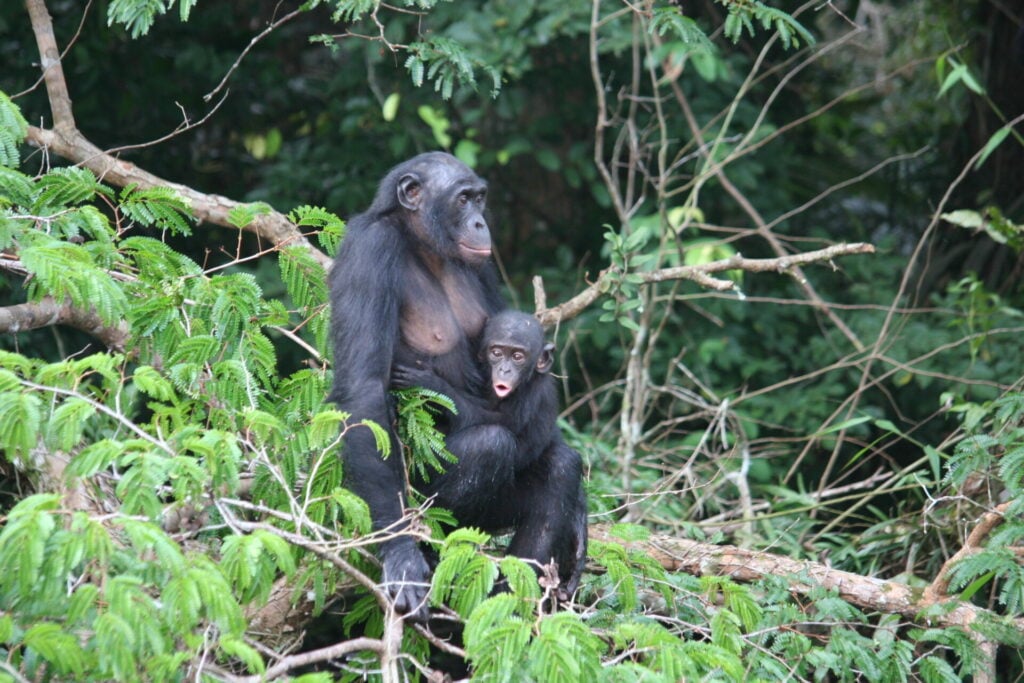 mother and baby bonobo - they are hunted for bushmeat leaving the baby orphaned 