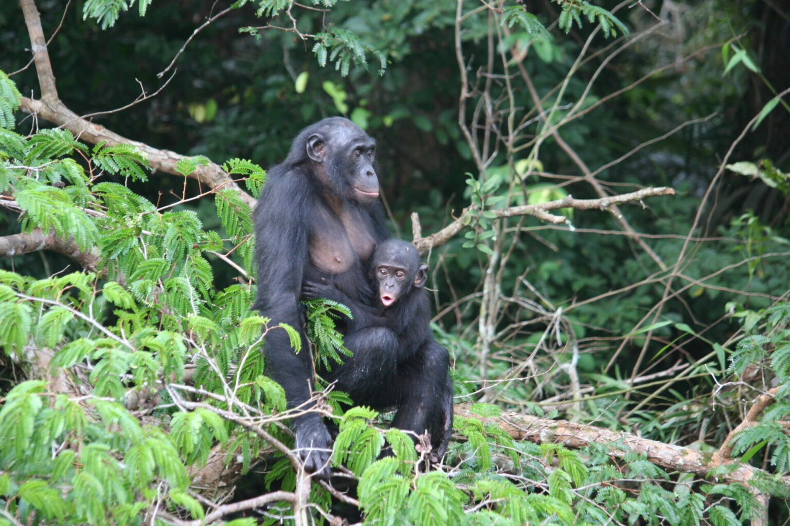 Saving The Endangered Bonobos: The World's Forgotten Apes