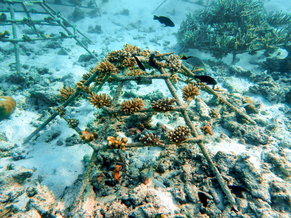 Could Coral Save The Maldives? Here's How To Play A Part On Your