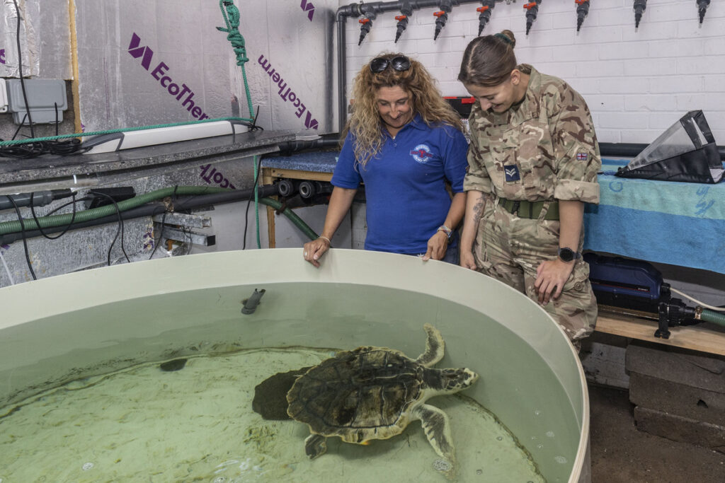 tally the turtle at anglesey sea zoo in a large bath