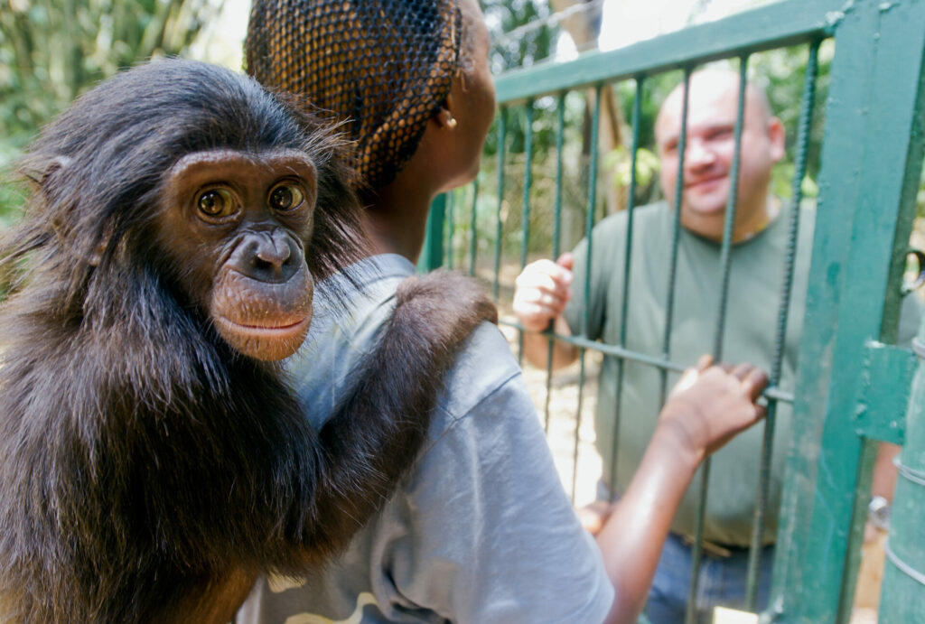 bonobo being carried on back of reserve worker 