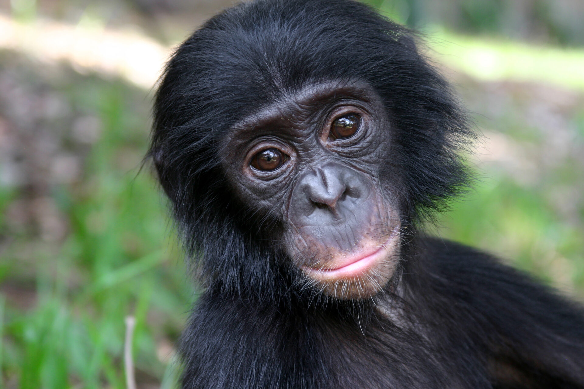 Baby Bonobo Monkey